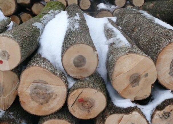 國產(chǎn)東北楓木和國外的美國楓木、加拿大楓木哪種更好