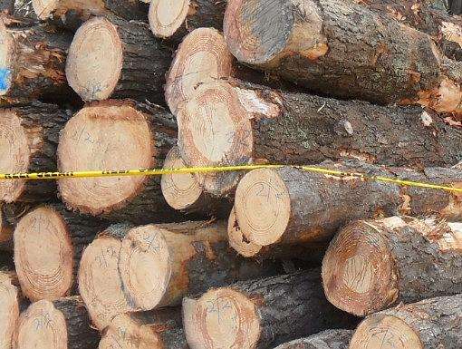 松木和松木家具的優(yōu)缺點(diǎn)分析